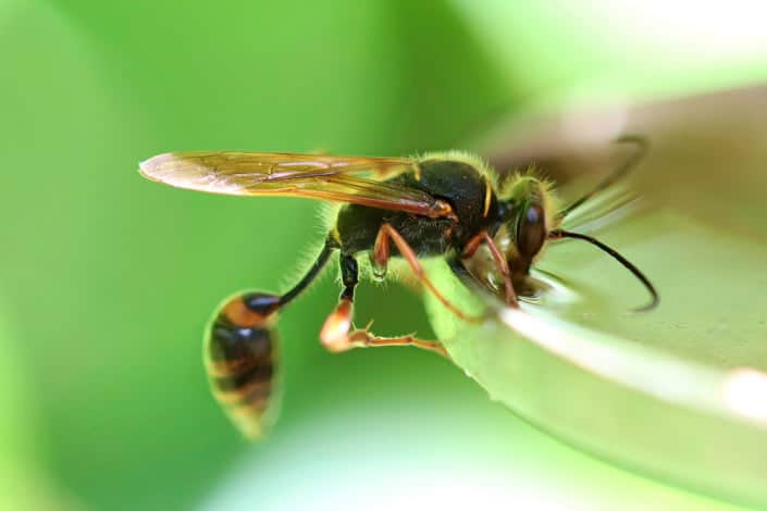 La Avispa Japonesa Gigante La M S Peligrosa Del Mundo