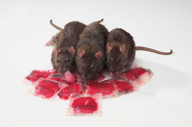 tratamiento plagas ratas valencia