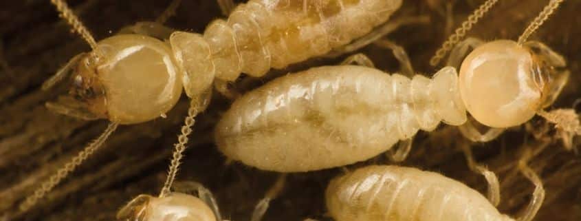 tratamiento eliminar termitas valencia