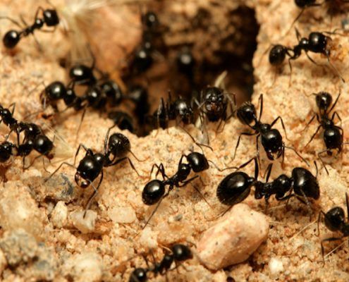 como eliminar hormigas valencia