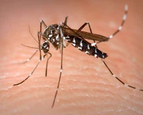 eliminar plagas de mosquitos tigre en valencia