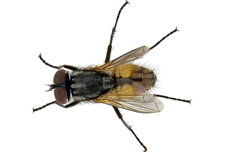 mosca domestica