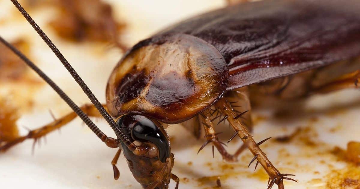 plaga de cucarachas en castellon