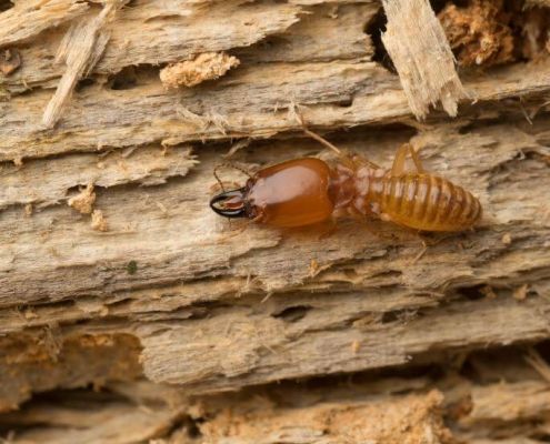 eliminar termitas con gasolil de forma casera