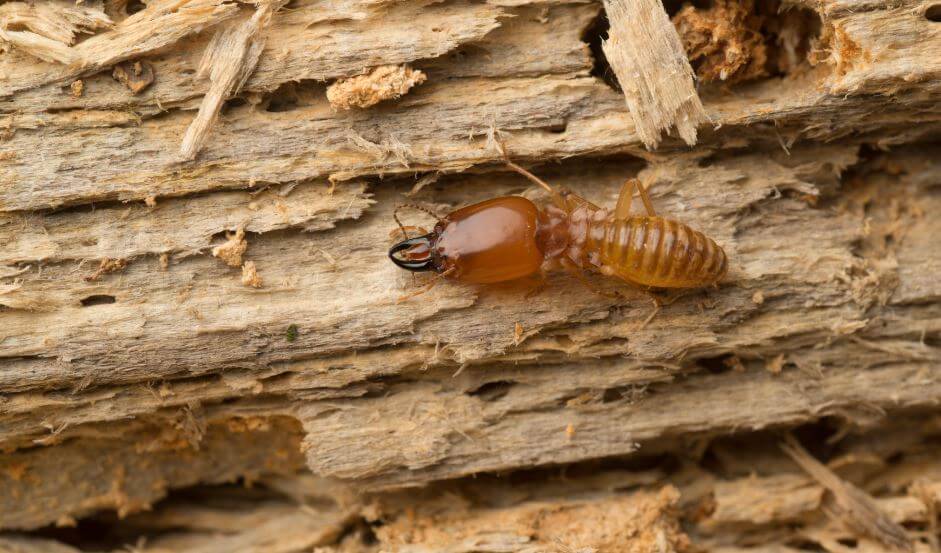 Daños y tratamiento contra plagas de termitas y carcoma