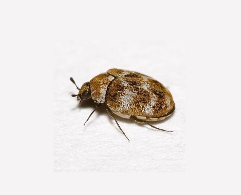 como eliminar plaga escarabajo alfombras valencia