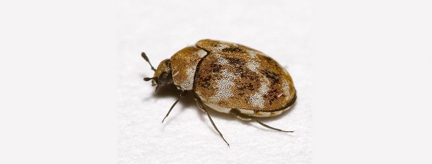 como eliminar plaga escarabajo alfombras valencia