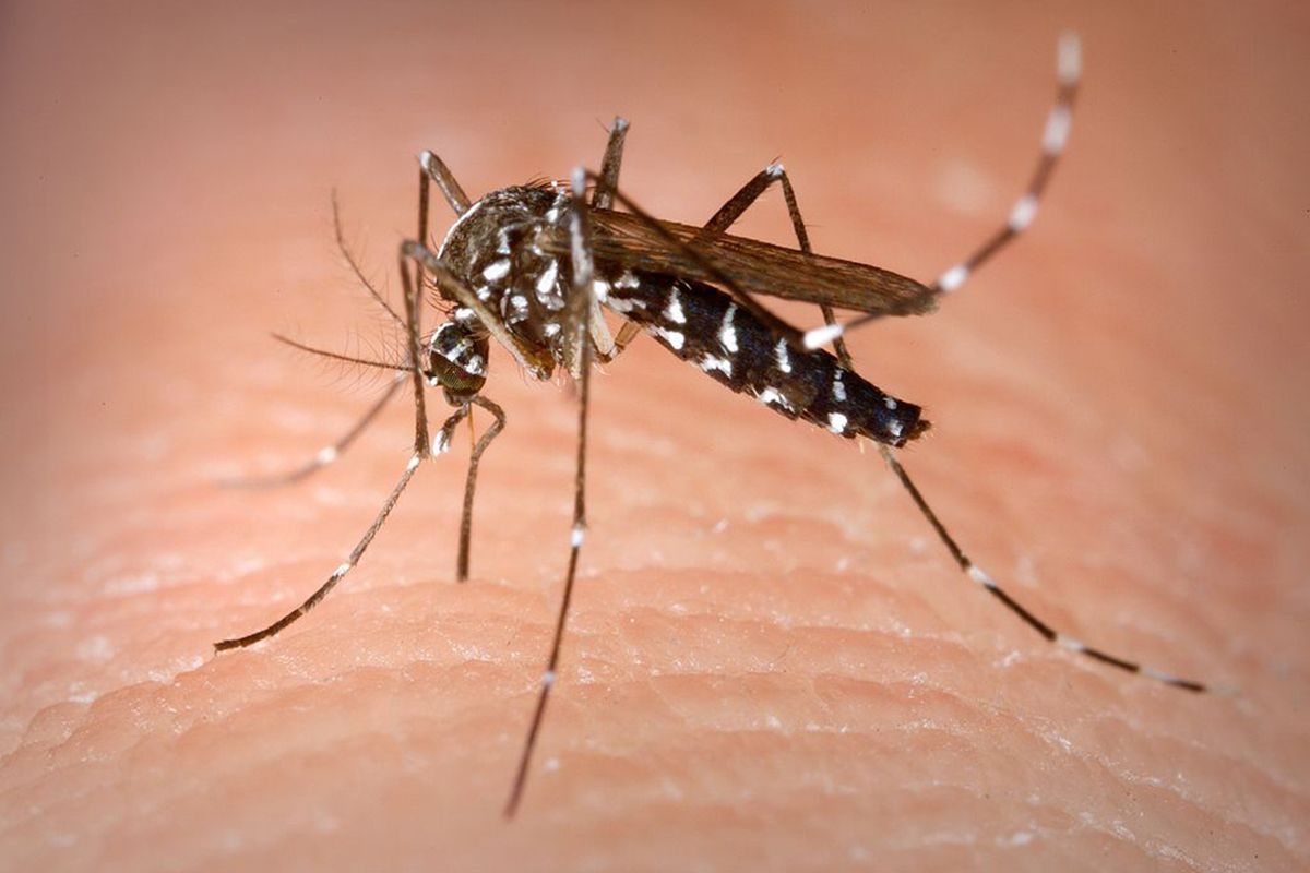 efecto insecticidas plagas mosquitos tigre a debate