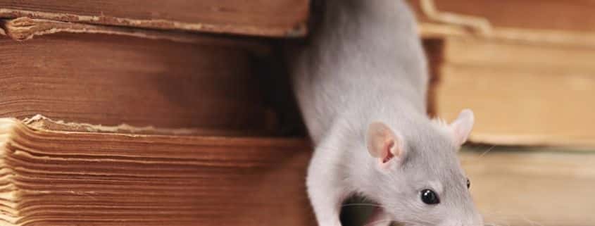 plaga de ratas en valencia