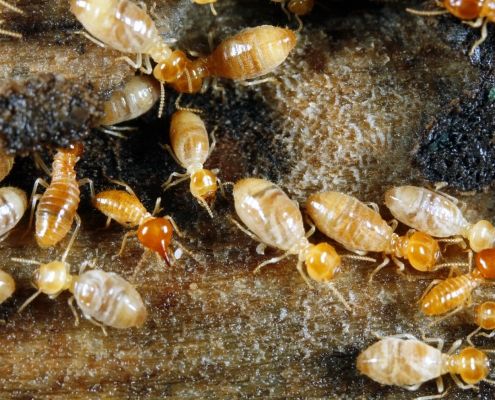 cuanto cuesta exterminar termitas