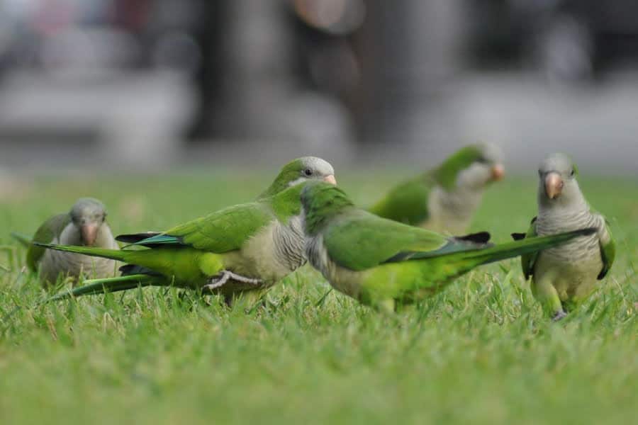 plaga de cotorras invade valencia