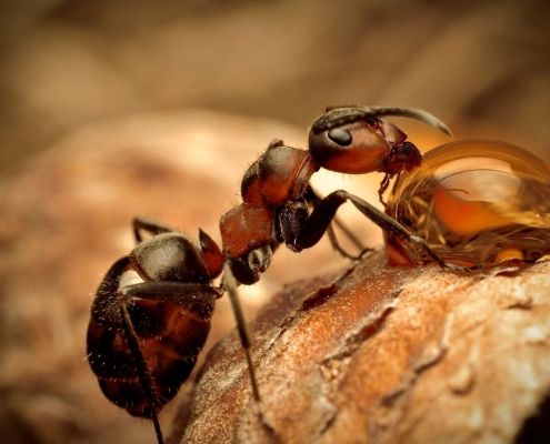 fumigar hormigas en valencia