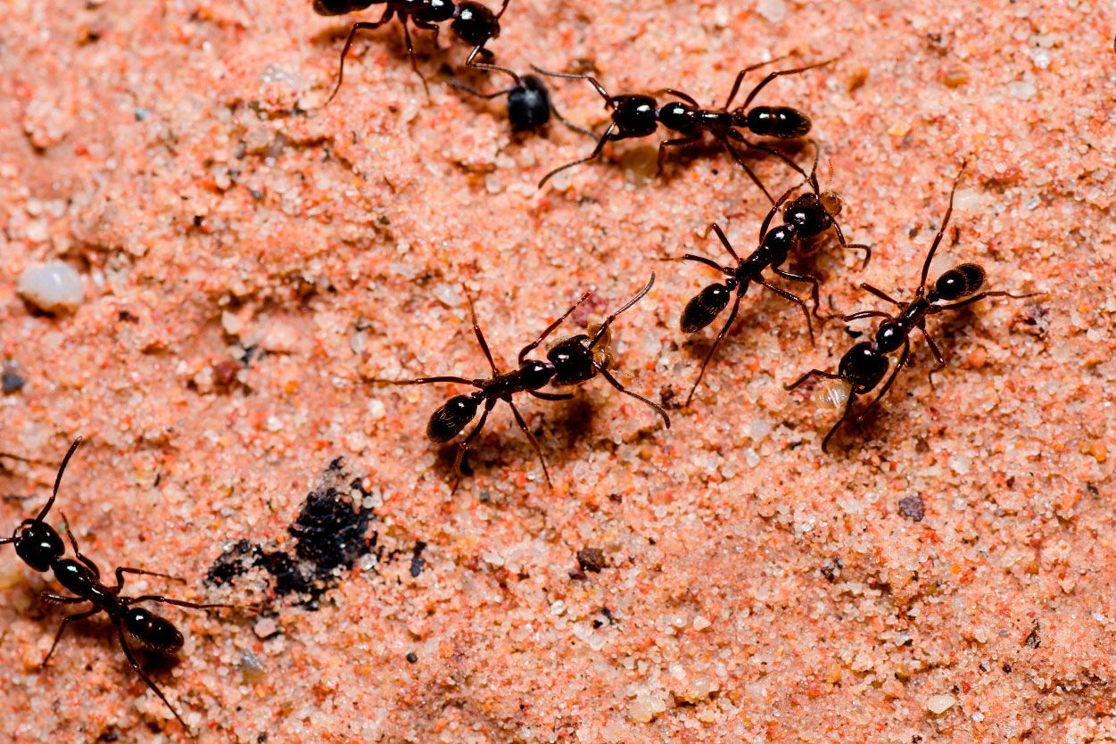 presupuesto matar hormigas