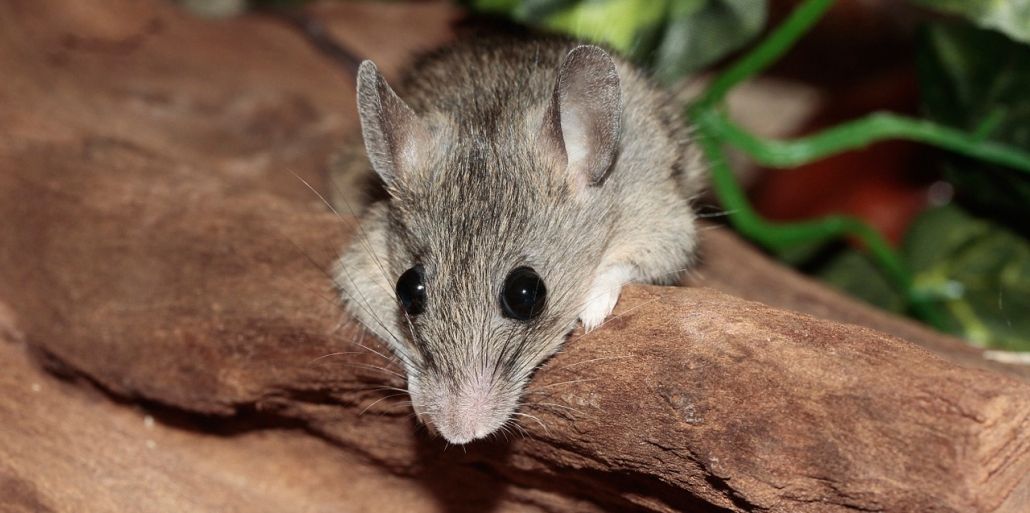 Cómo eliminar las ratas de mi casa de forma rápida y casera?