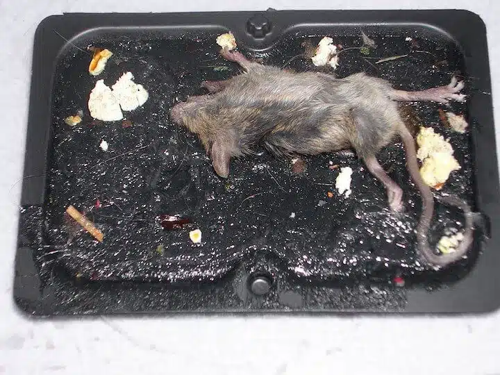 Cómo eliminar ratas de mi casa?