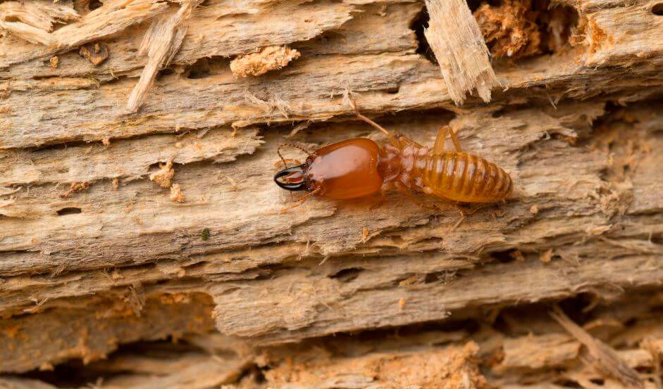 daños causan xilofagos termitas carcoma