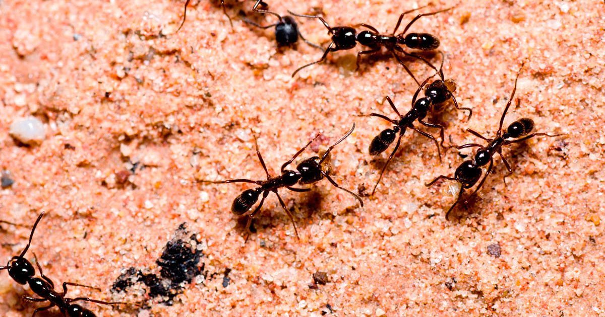 eliminar hormigas castellon