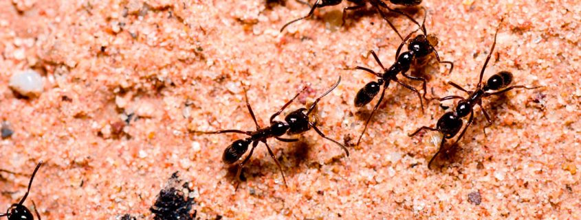 eliminar hormigas castellon