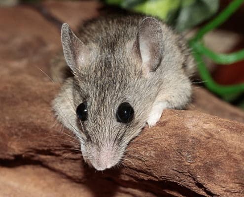 Cómo ahuyentar ratas y ratones de tu casa con vinagre blanco