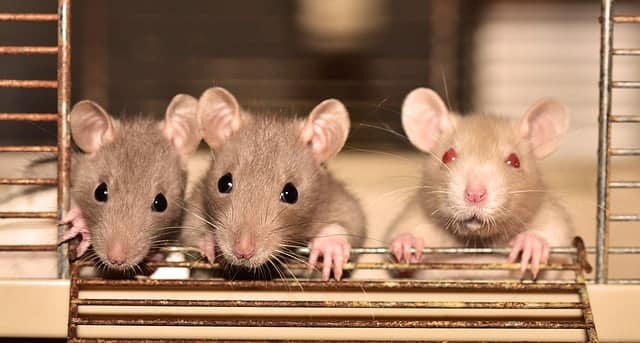 trampa ratas ratones