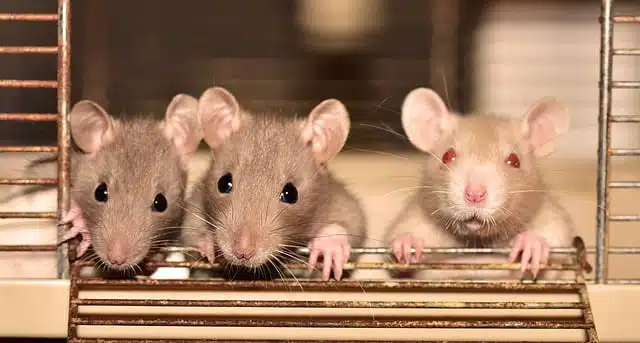 Remedios caseros para eliminar ratas