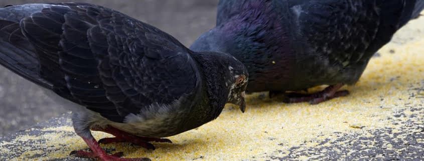 control de palomas con esterilizantes