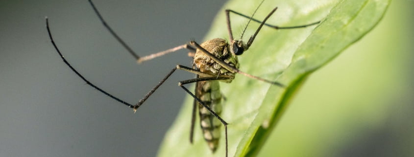 como prevenir aparicion mosquitos tigres