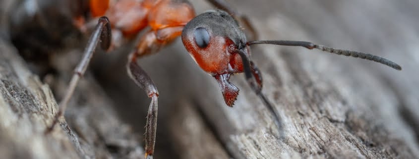 son peligrosas las hormigas carpinteras