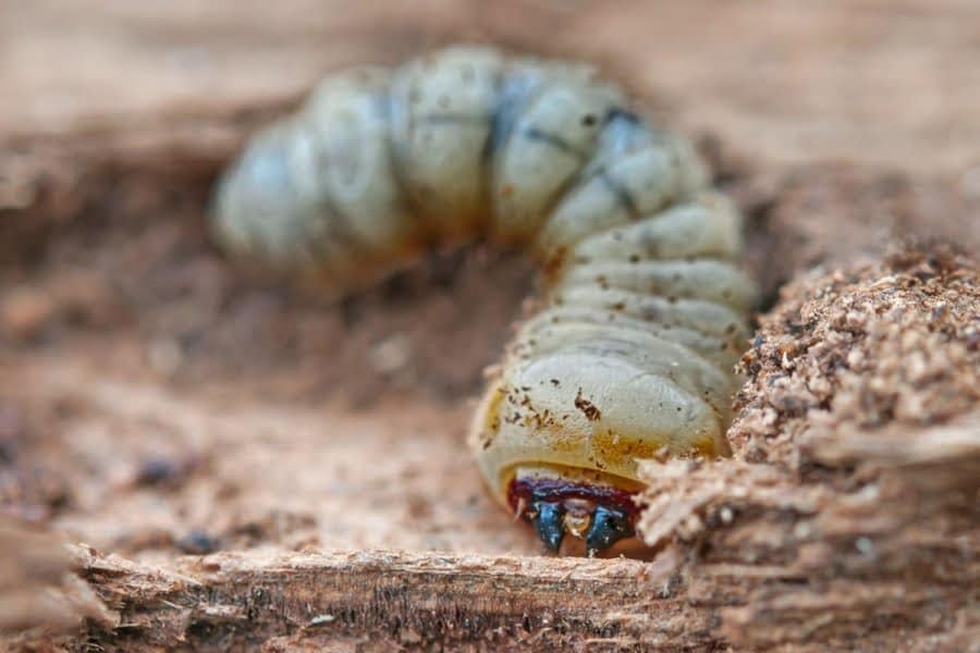 larva de carcoma comiendo madera