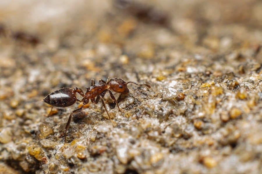 tipos de hormigas