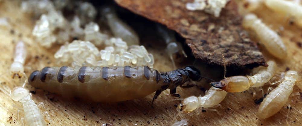 tratamiento eliminar termitas