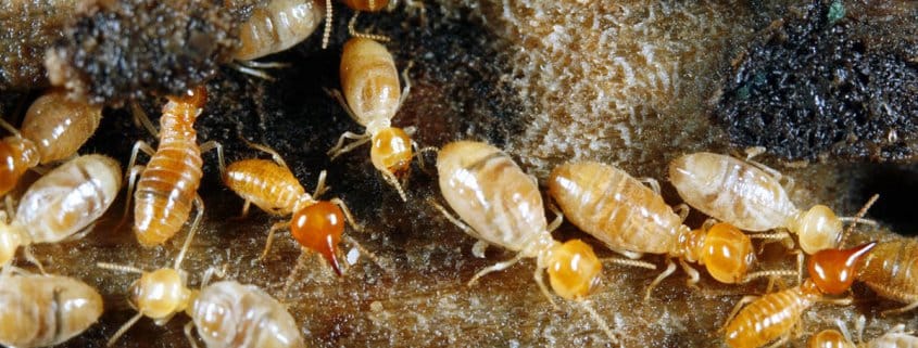 tratamiento eliminar termitas altea