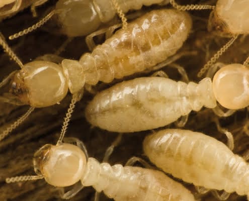 tratamiento eliminar termitas villajoyosa