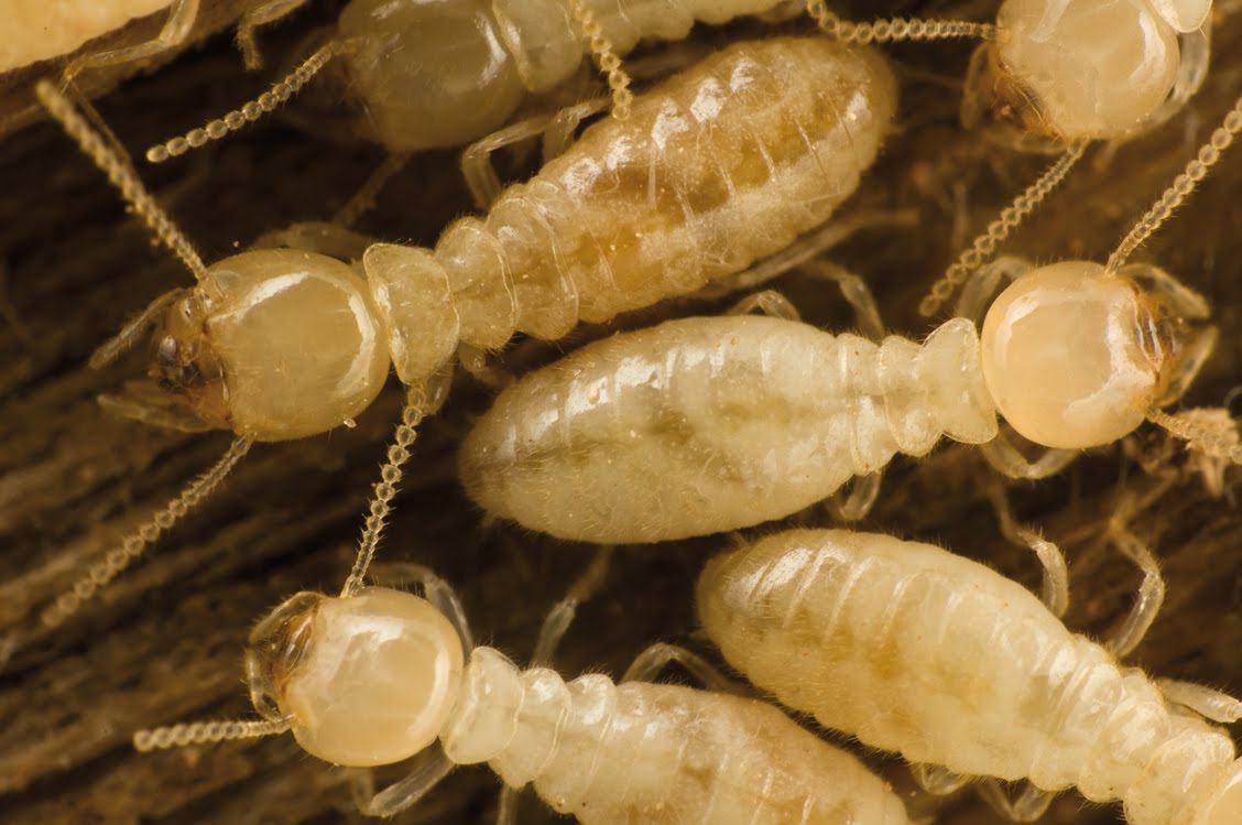 tratamiento eliminar termitas villajoyosa