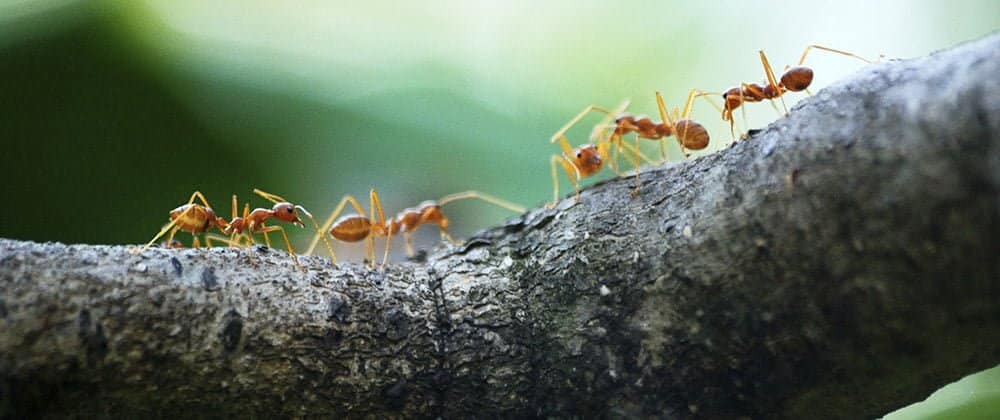 hormigas valencia