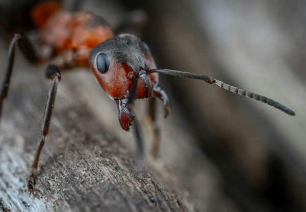 hormigas alicante