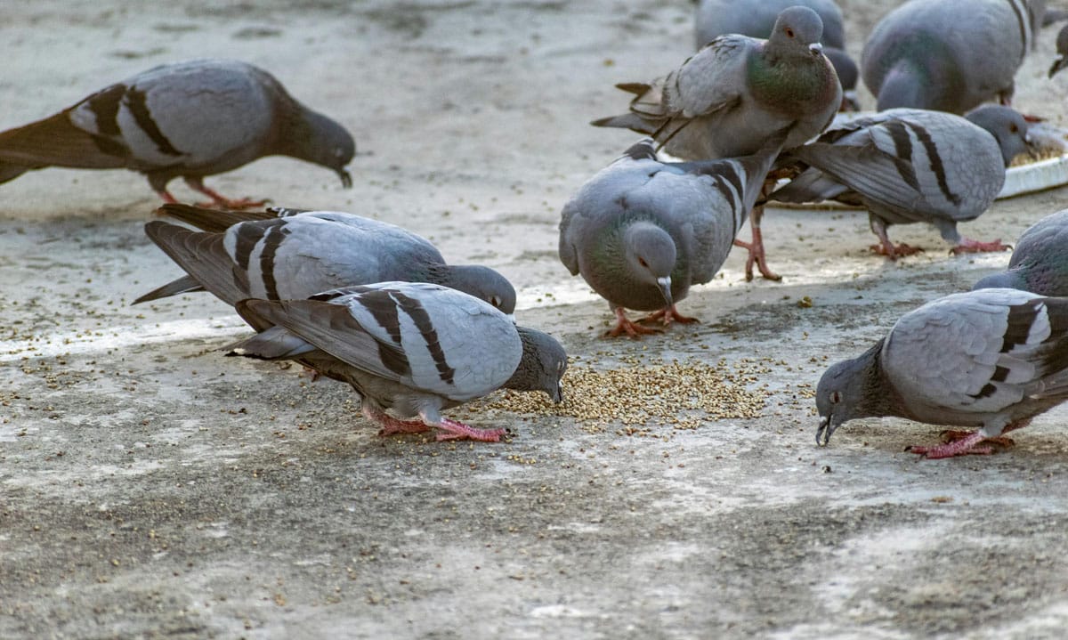 control de palomas y cotorras en silla