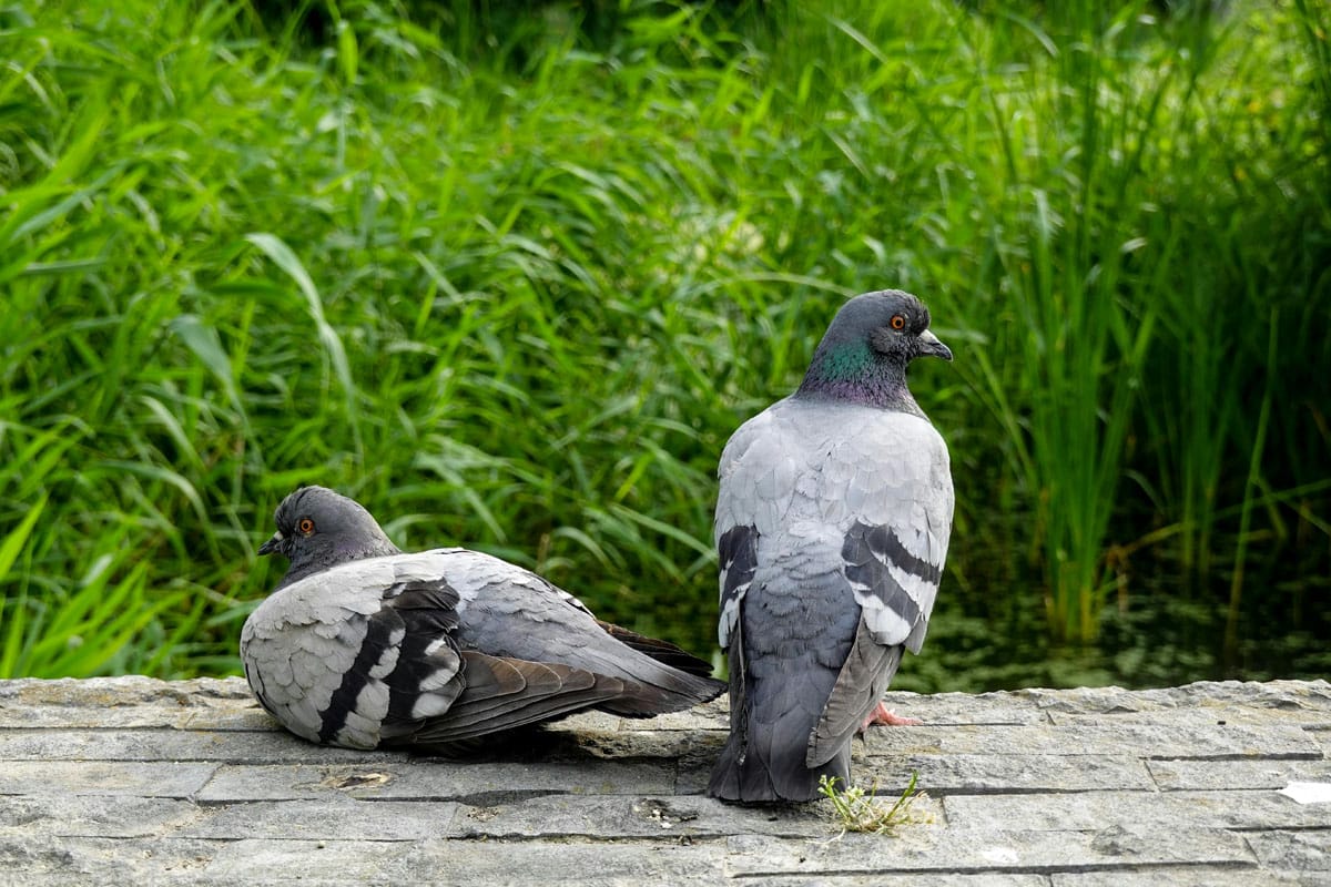 control de palomas y aves en picassent, ahuyentamos para evitar ensucien fachadas y balcones