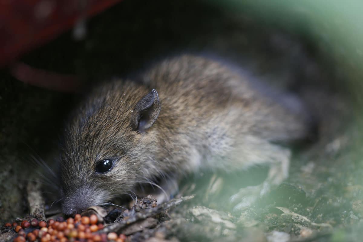 desratizacion en picassent para ratas y ratones