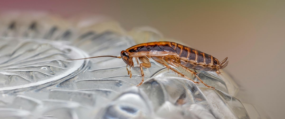 empresa de fumigaciones en picassent para insectos rastreros y voladores