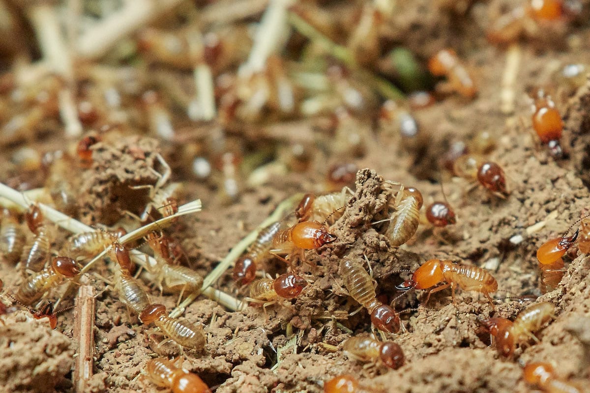 tratamiento termitas carcoma lliria